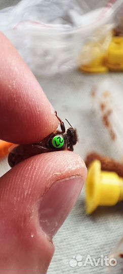 Пчеломатки Бакфаст