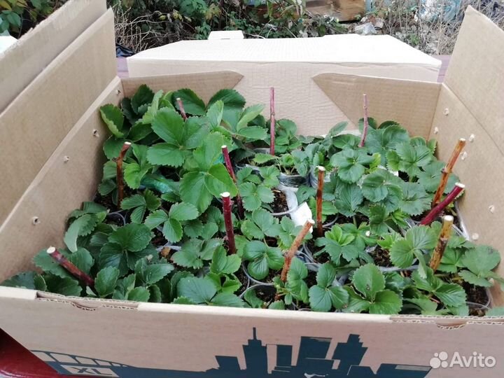 Саженцы земляники садовой (клубники)