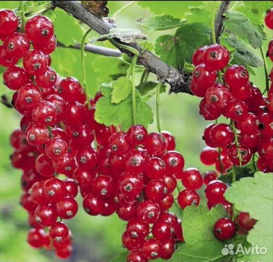 Саженцы плодовых деревьев