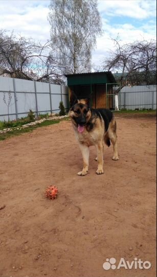 Вязка вео девочка