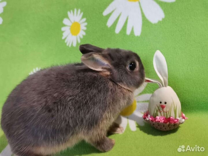 Декоративный карликовый кролик