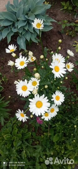 Ромашка садовая