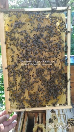 Пчелопакеты