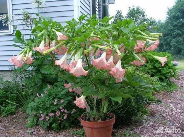 Бругмансия розовая и жёлтая