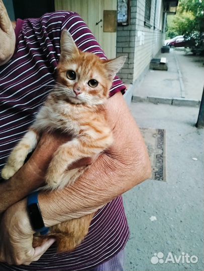 Котята 6 мес в добрые руки