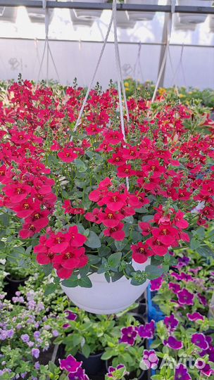 Кашпо подвесное: петуния, калибрахоа, миксы