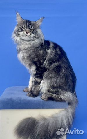 Мейн-кун красавец, клубный котик объявление продам