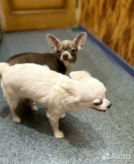 Чихуахуа вязка мини мальчик