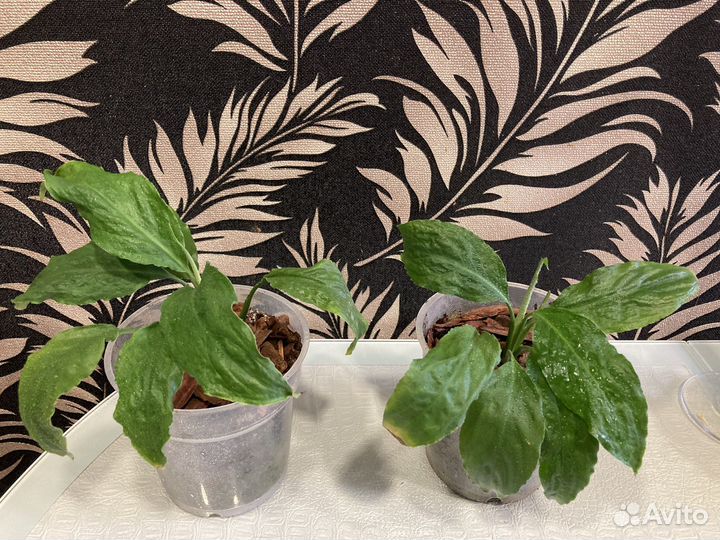 Спатифиллум /женское счастье