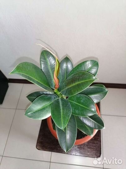 Драцена, Фикусы бенджомина и каучуконосный