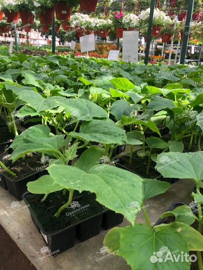 Рассада овощей