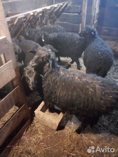 Овцы ягнята Эдельбаевские баранчики 3.5 мес
