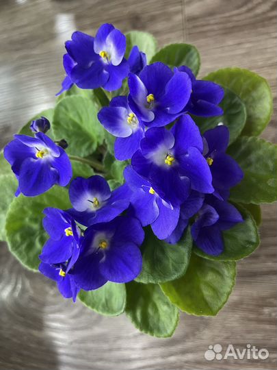 Сортовые фиалки