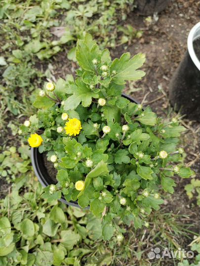 Хризантемы мультифлора