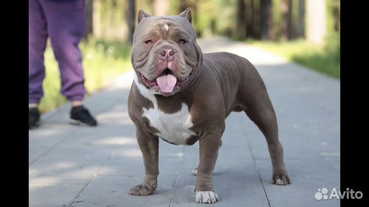 Красивые ласковый Дети- американский булли