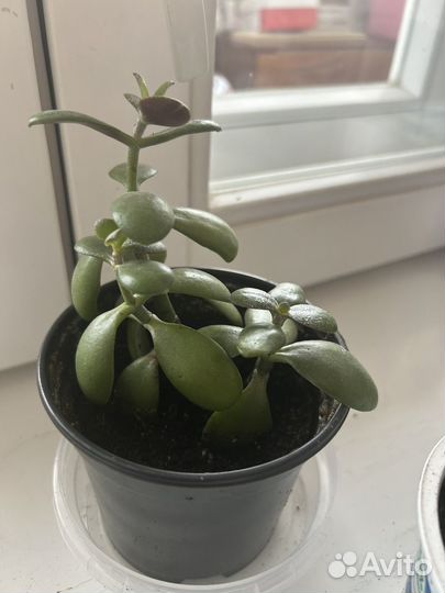 Денежное дерево толстянка крассула