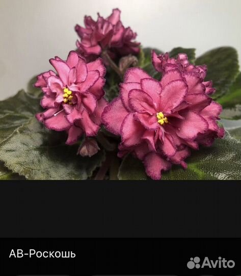 Детки сортовых фиалок