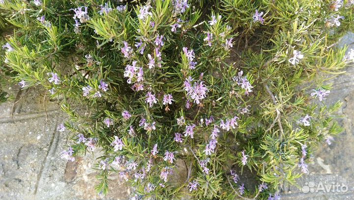 Натуральный тоник Розмарин / Rosmarinus 500 мл