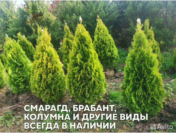 Туя брабант 1,6 м