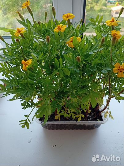 Рассада бархатцы