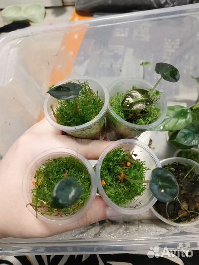 Алоказия Беби бамбино или Балун харт