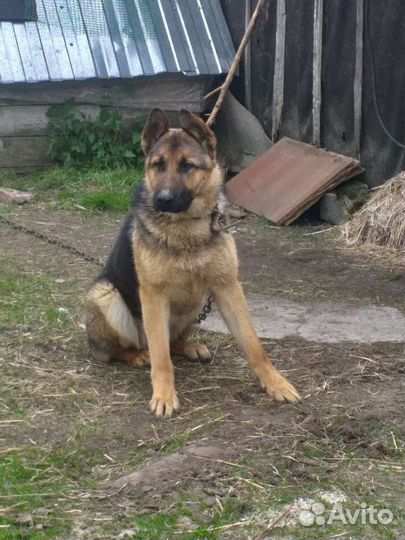 Щенки немецкой овчарки продам