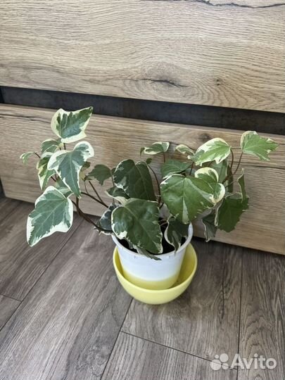 Комнатные растения