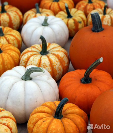Тыква домашняя разных сортов
