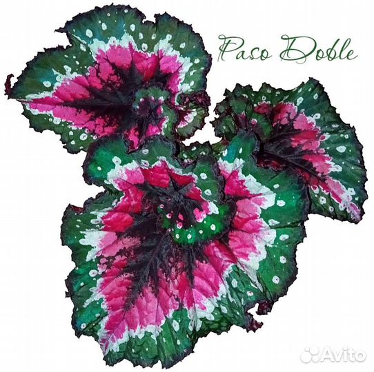 Бегонии декоративно лиственные