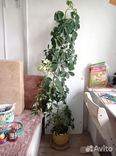 Шеффлера белая и зеленая из одного ствола 180см