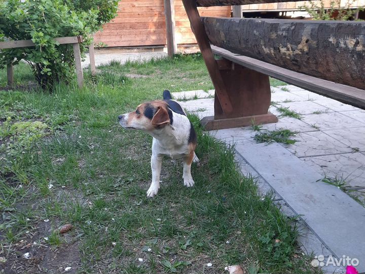 Вязка джек рассел терьер
