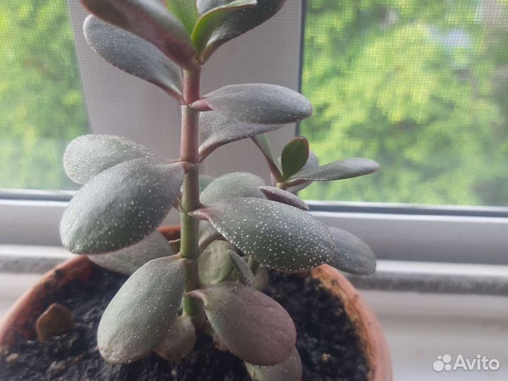 Комнатные цветы