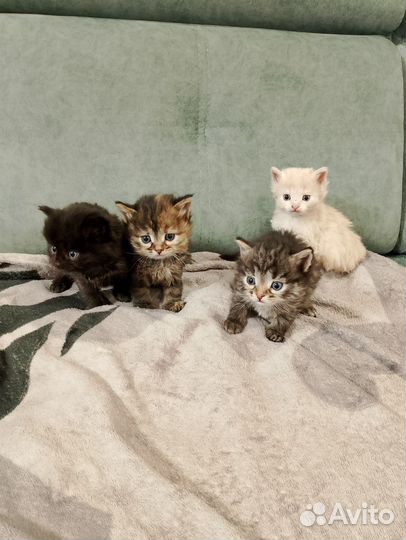 Котята в добрые руки