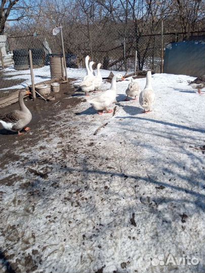 Гусиное яйцо,яйцо белой мускусной индоутки