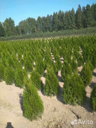 Туя и можжевельник