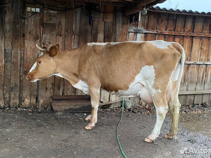 Корова молочная высокоудойная стельная