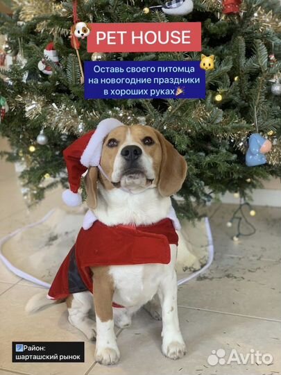 Передержка домашних животных на дому