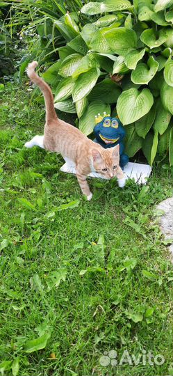 Продам котенка
