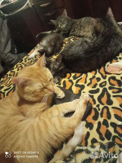 Отдам котят в добрые заботливые руки