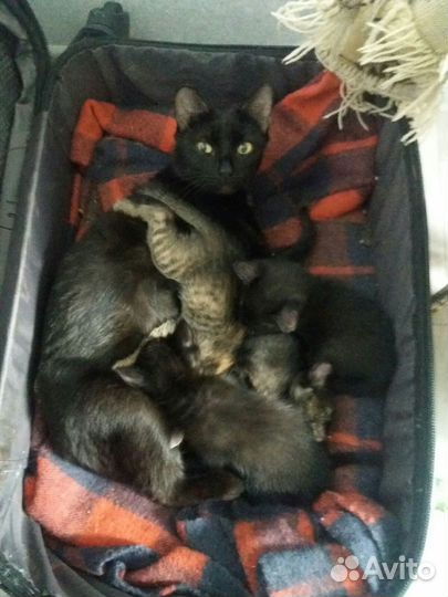 Котятки в добрые ручки