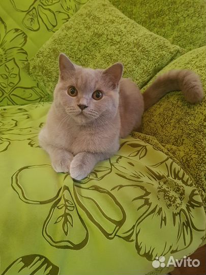 Британская