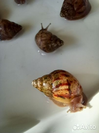 Улитки ахатины