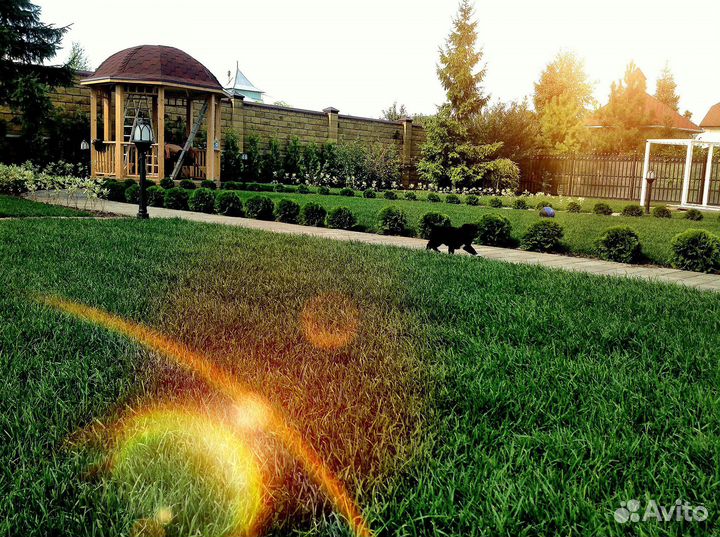 Рулонный газон