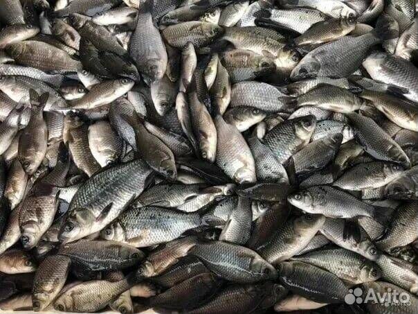 Живец карась