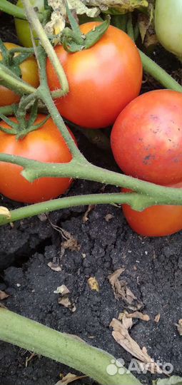 Помидор