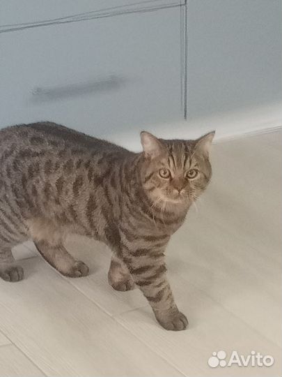 Шотландский кот ищет кошечку для вязки