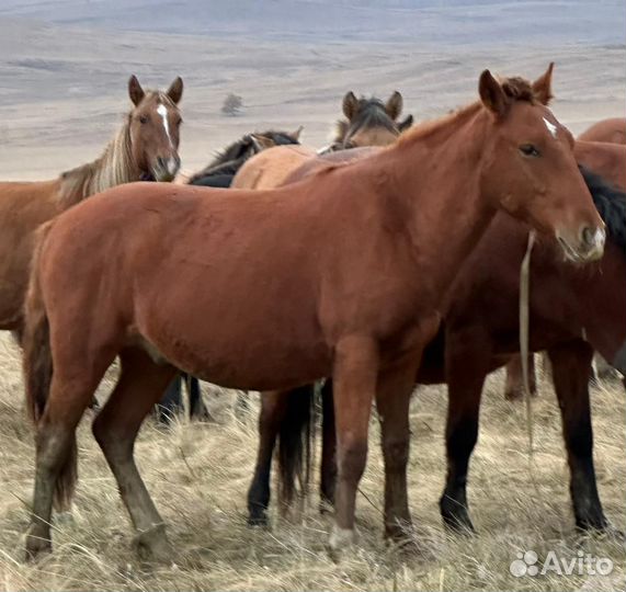 Лошадь, жеребцы