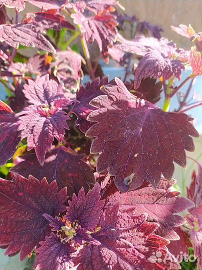 Колеусы вегетативные