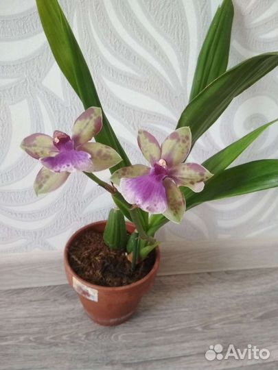 Орхидея зигопеталум