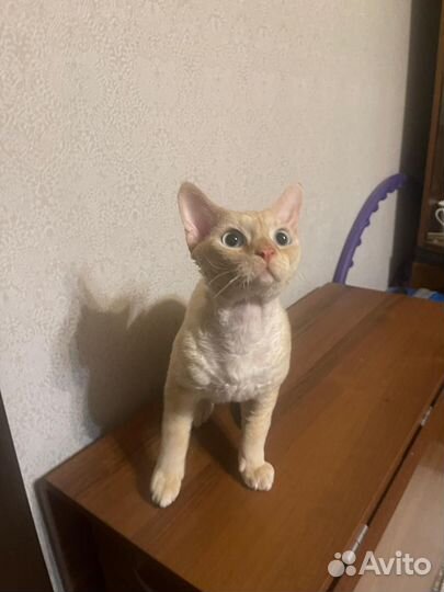 Девон-рекс красавчик в разведение или на вязку